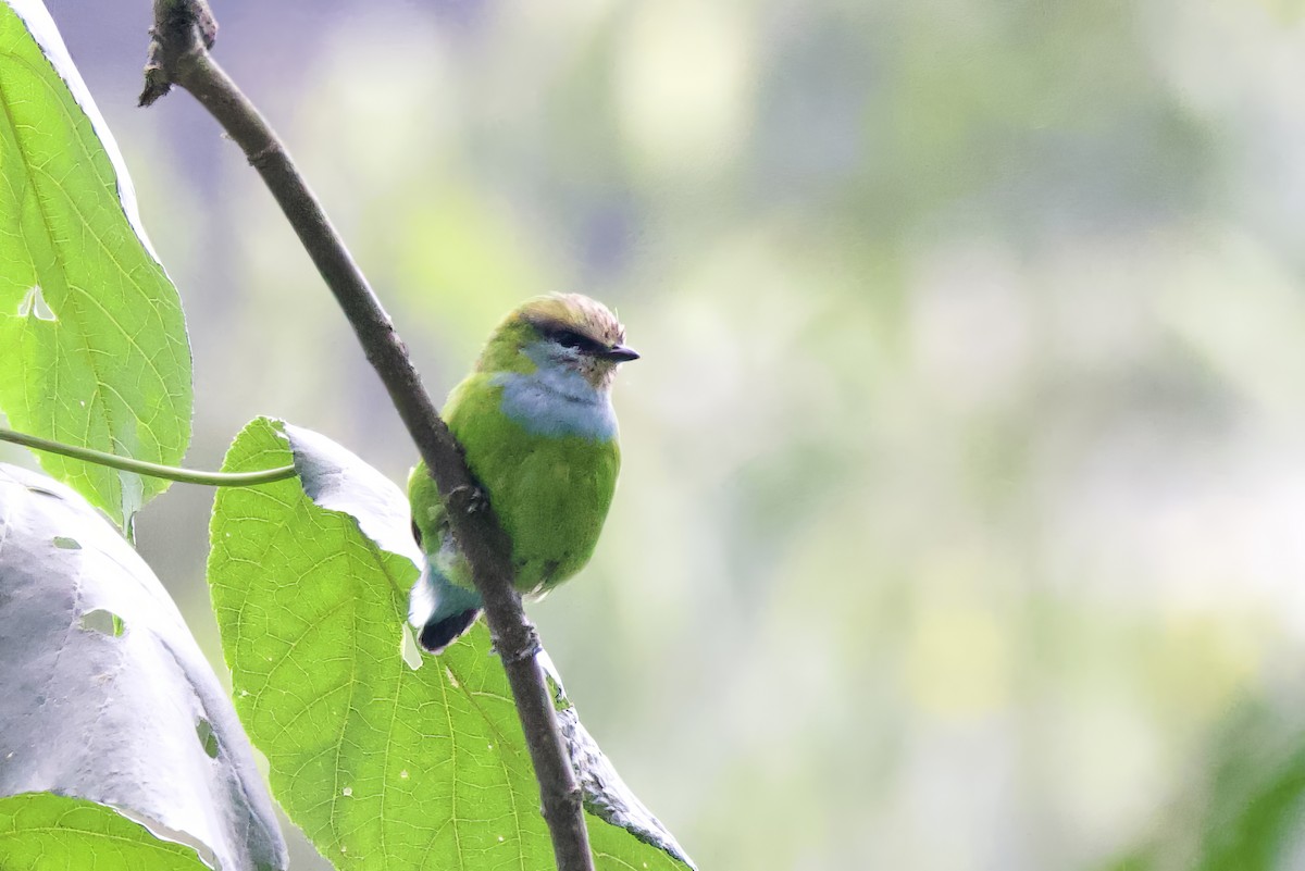 Grauer's Broadbill - ML640564680