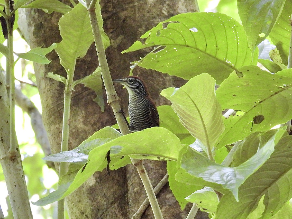 Riverside Wren - ML640564763