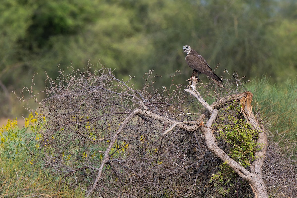 Laggar Falcon - ML640565112