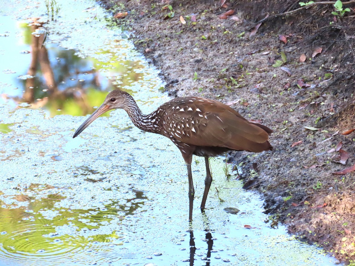 Limpkin - ML640565186