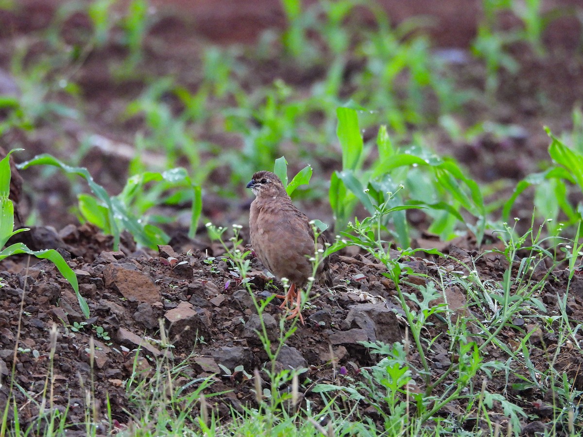 křepelka skalní - ML640565201