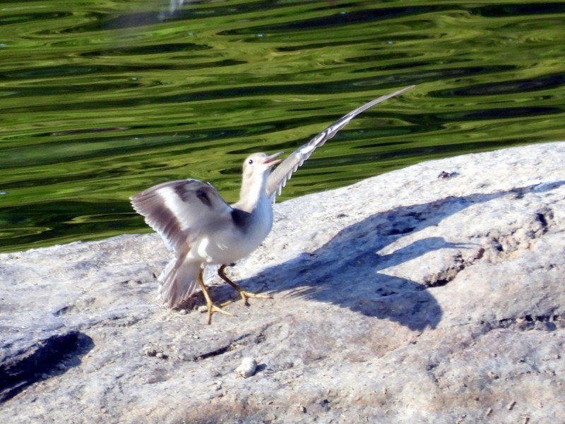 Spotted Sandpiper - ML640565205