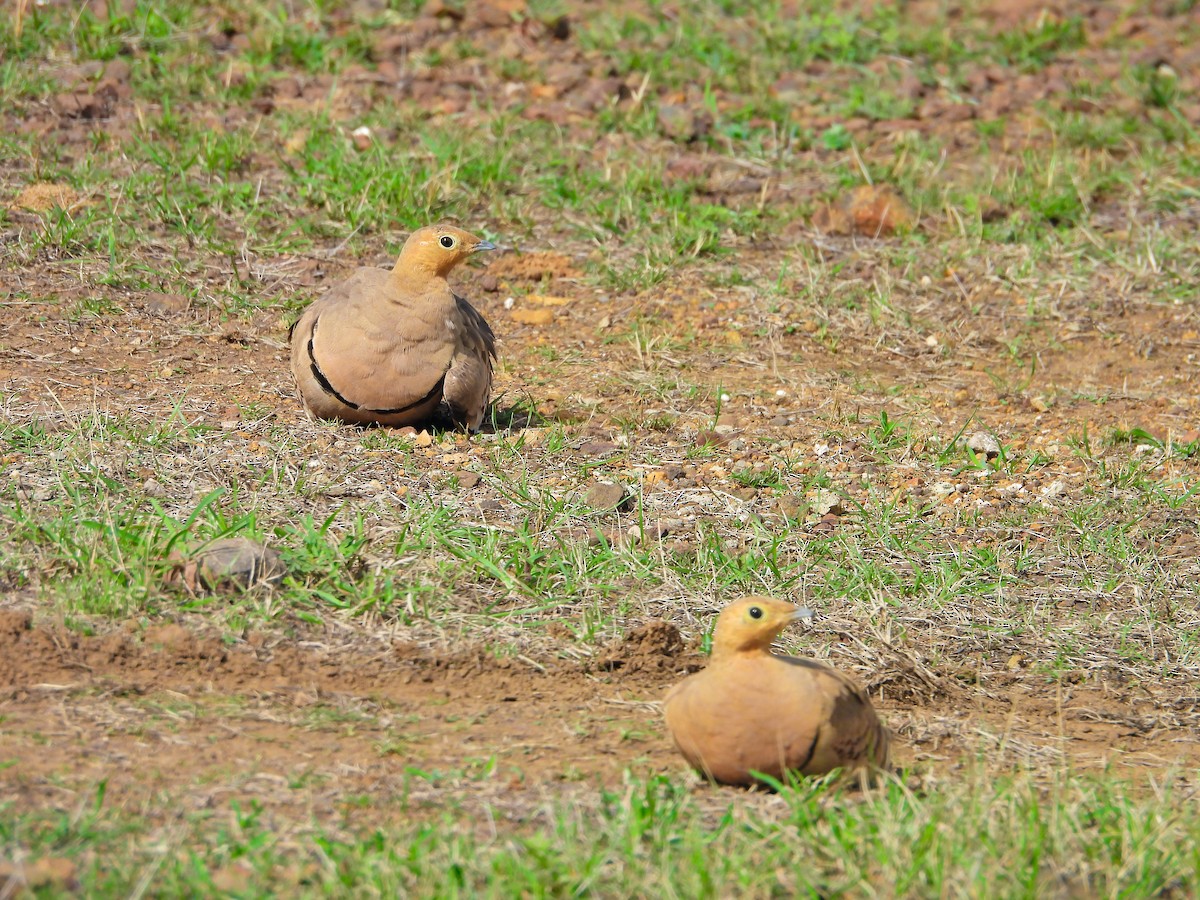 stepokur hnědobřichý - ML640565209