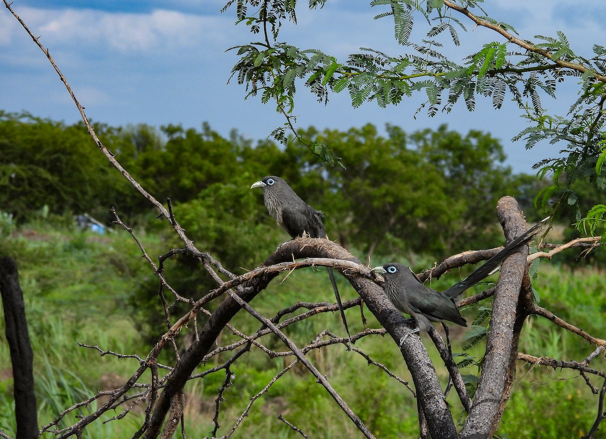 kukačka brýlatá - ML640565210