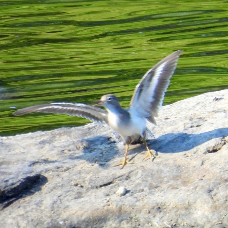 Spotted Sandpiper - ML640565219