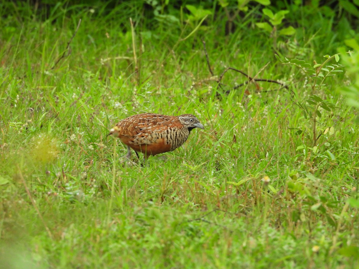 perepel šupinkový - ML640565224