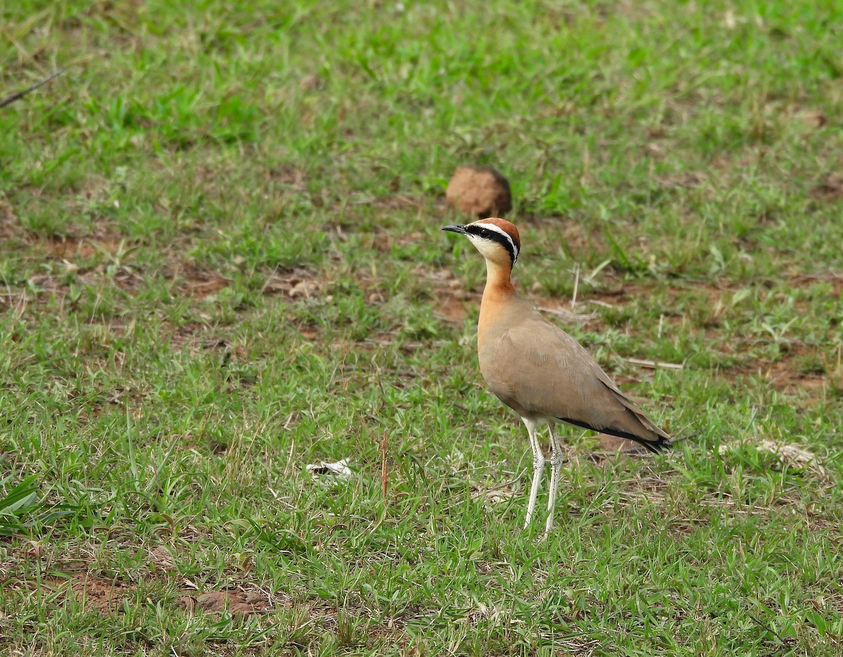 běhulík rezavoprsý - ML640565227