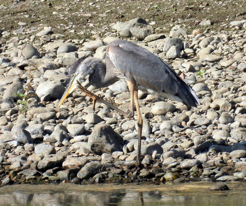 Great Blue Heron - ML640565230