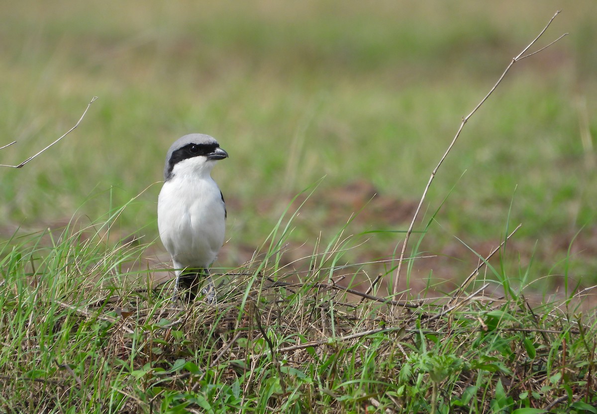 ťuhýk šedý - ML640565237