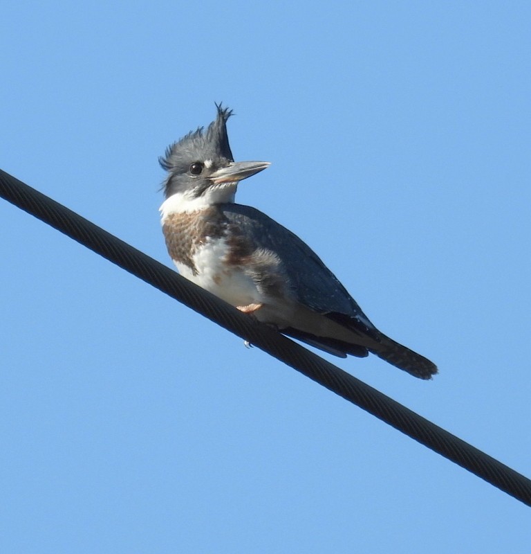 Belted Kingfisher - ML640565240