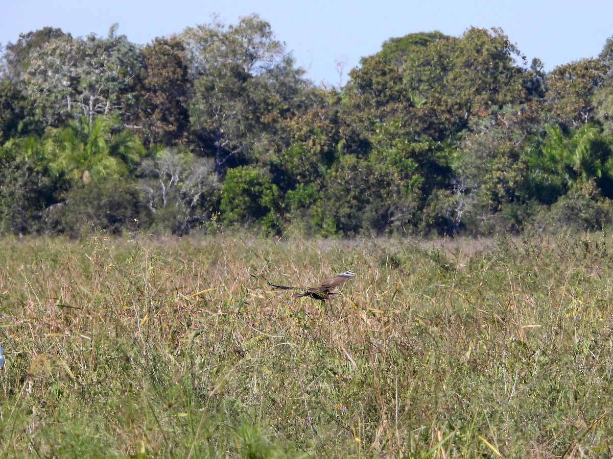 Limpkin - ML640565242