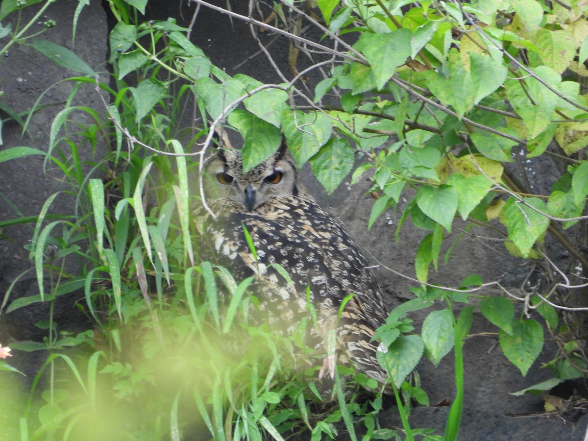 výr indický - ML640565297