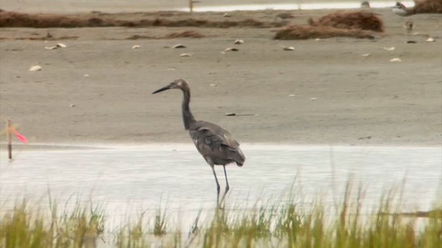 Reddish Egret - ML640565327