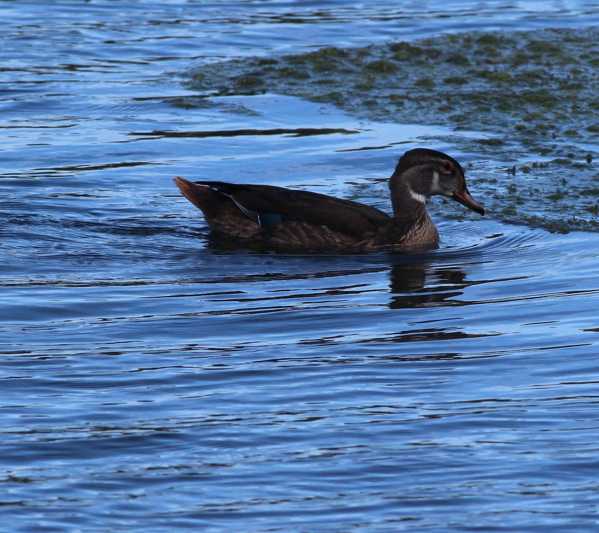 Wood Duck - ML640565337