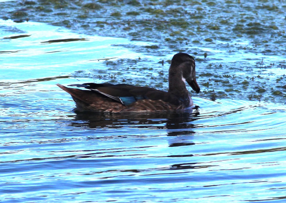 Wood Duck - ML640565346