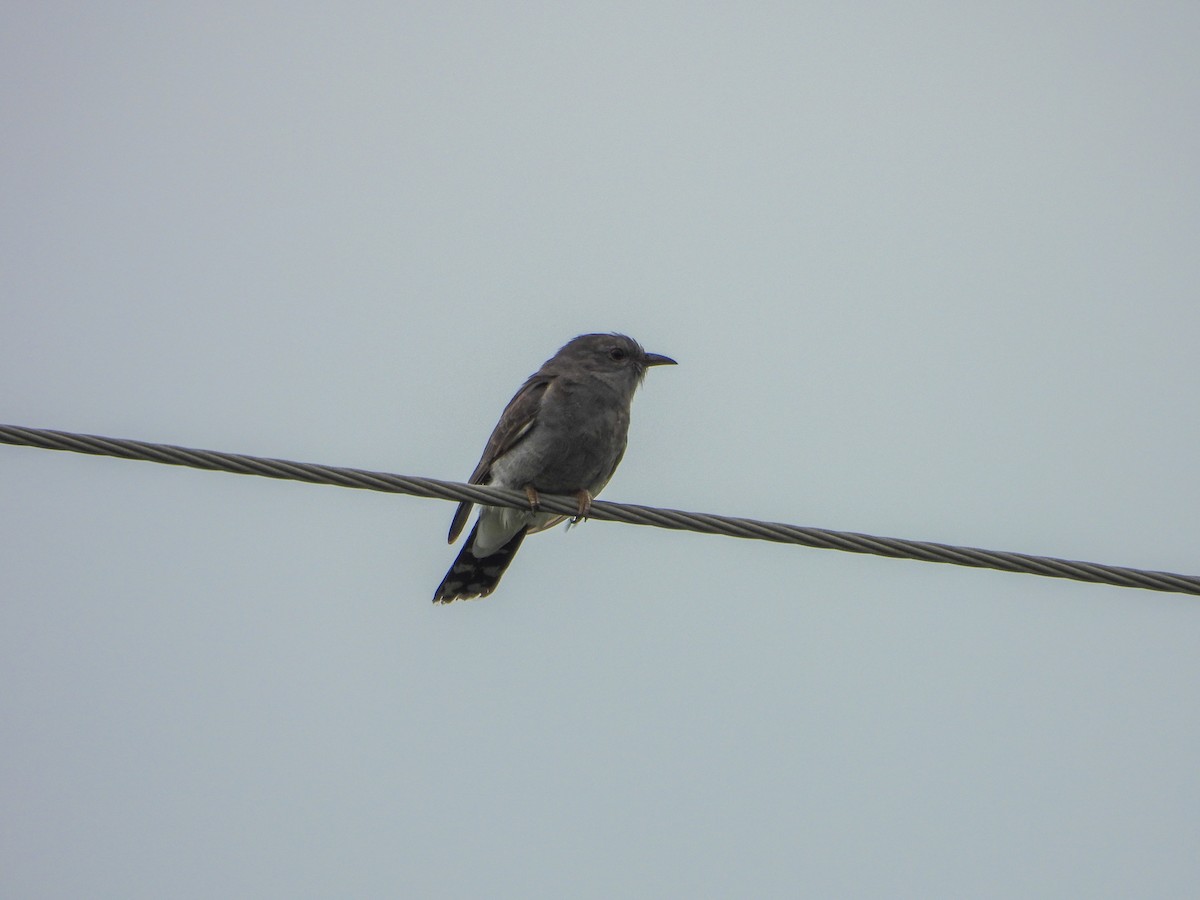 Gray-bellied Cuckoo - ML640565377