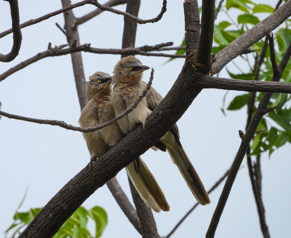 Large Gray Babbler - ML640565386