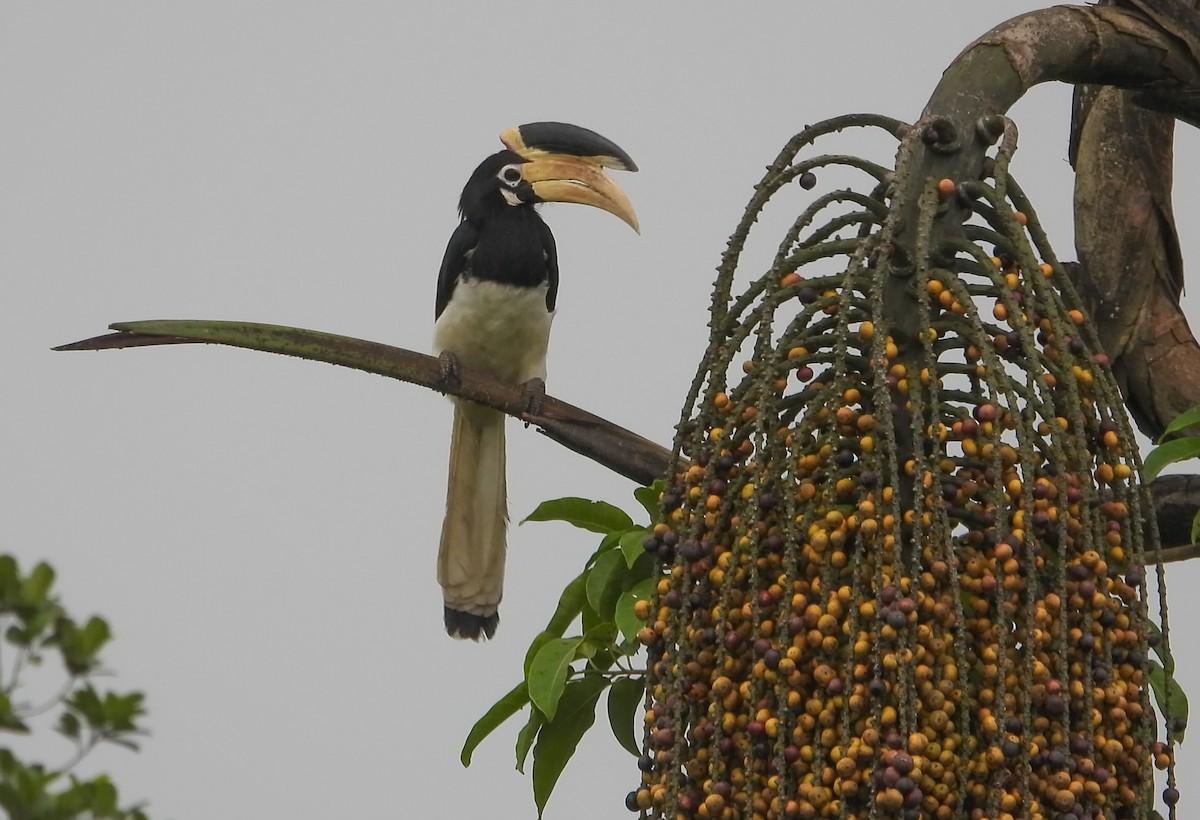 Malabar Pied-Hornbill - ML640565590