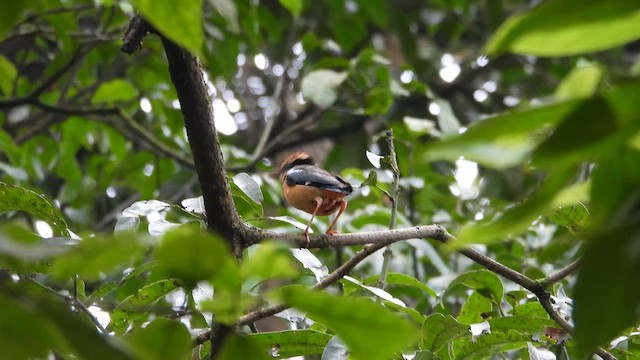 Bengalenpitta - ML640565613