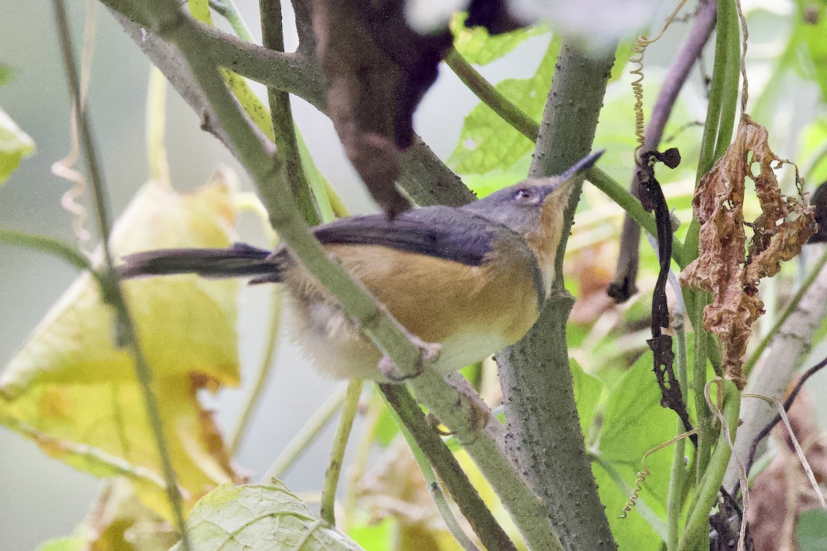 rwenzoriapalis - ML640565633