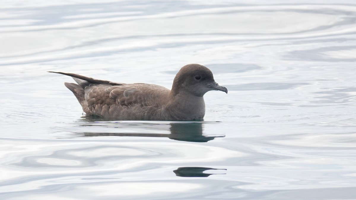Short-tailed Shearwater - ML640565886