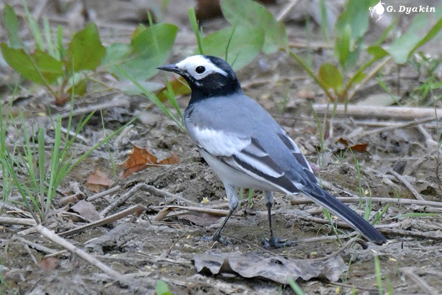 White Wagtail - ML640565960