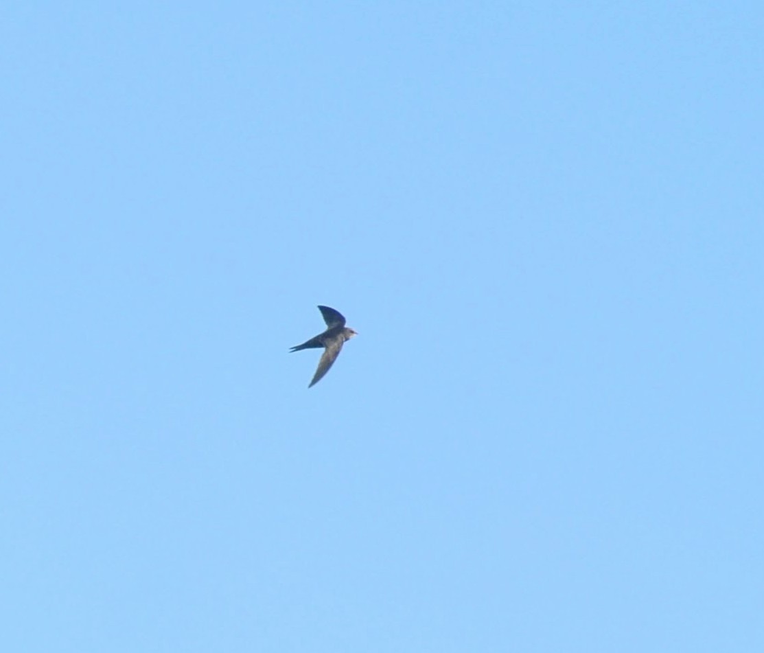 African Swift (African) - ML640566004