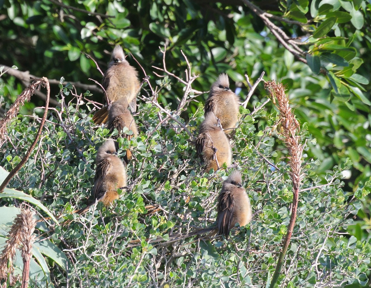 Speckled Mousebird - ML640566028