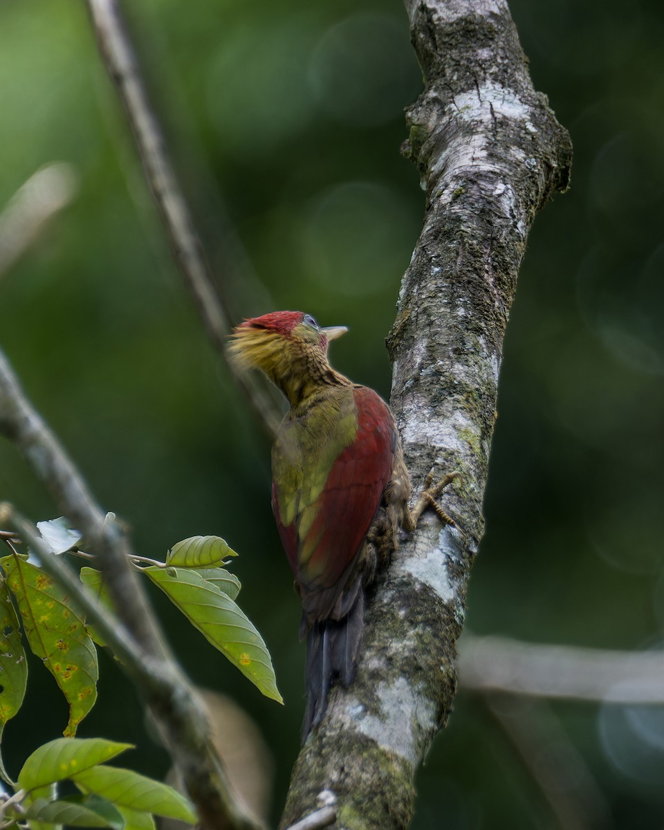 Crimson-winged Woodpecker - ML640566124