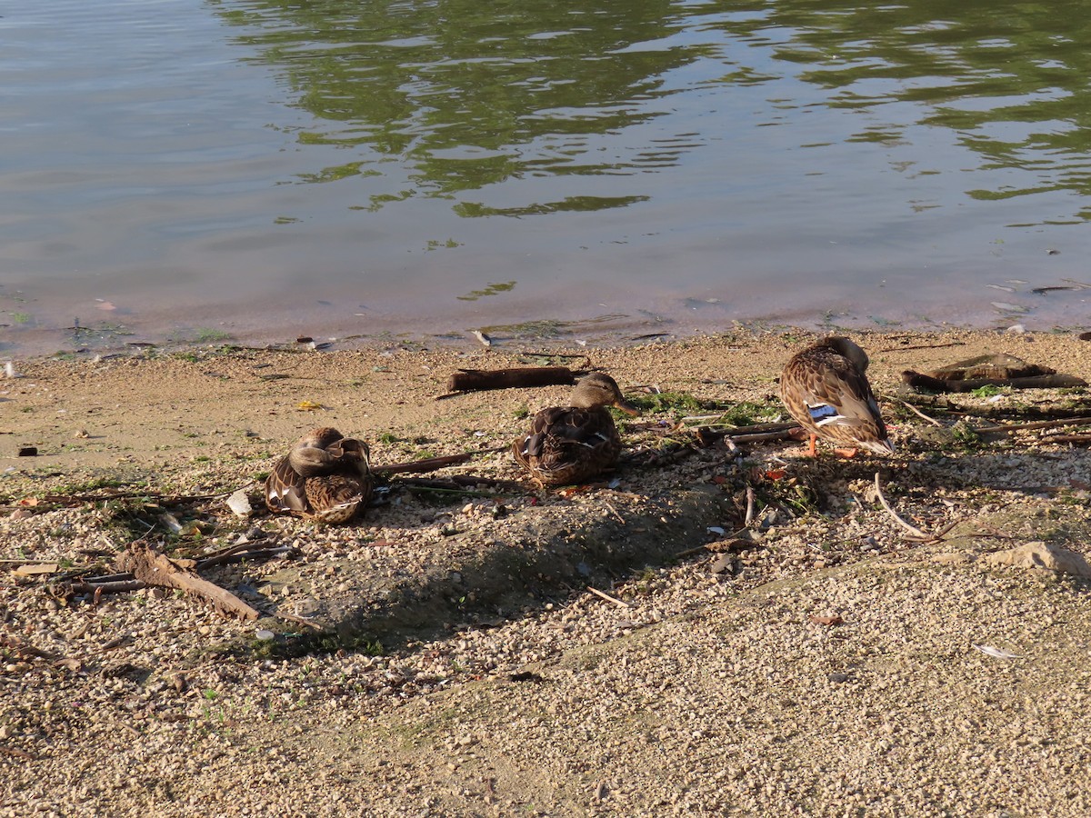 Mallard - ML640566131