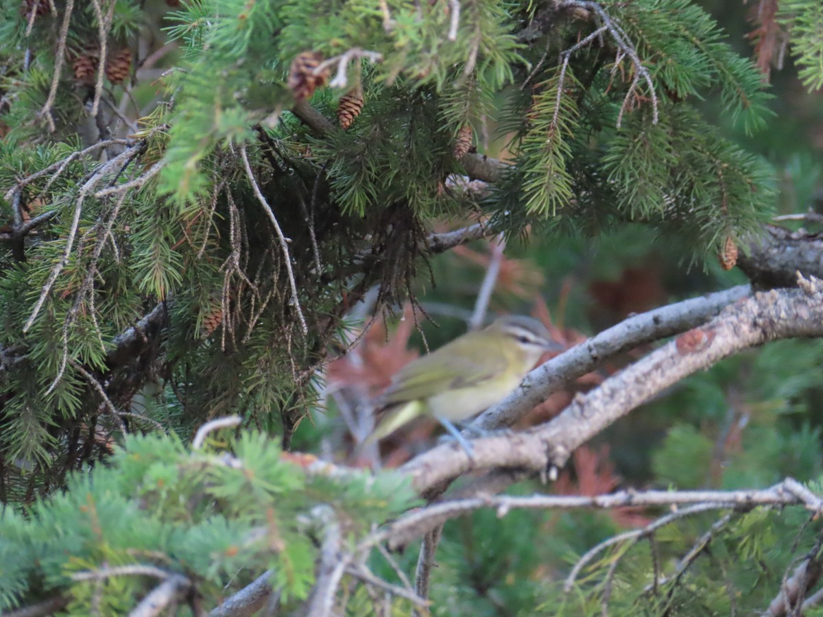 Red-eyed Vireo - ML640566138