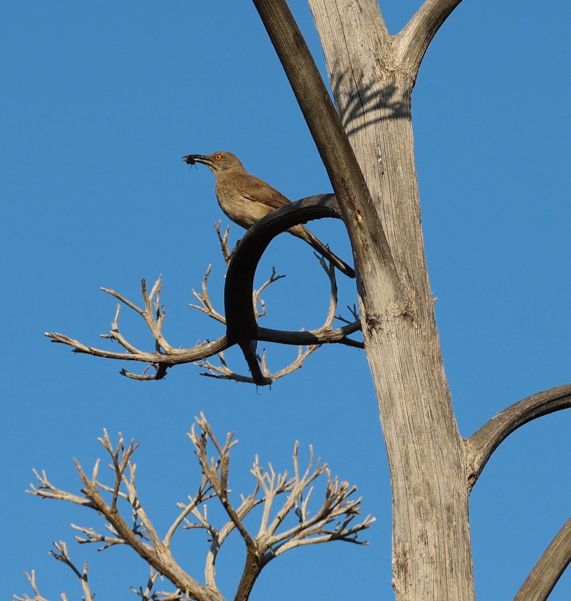 Curve-billed Thrasher - ML640566141