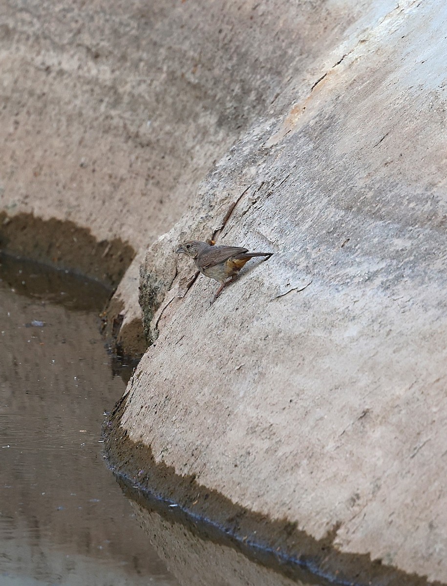 Canyon Towhee - ML640566149