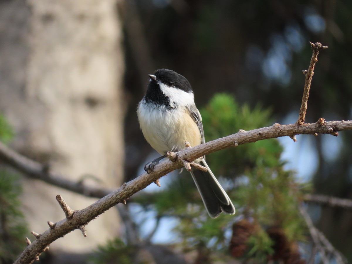 Black-capped Chickadee - ML640566158