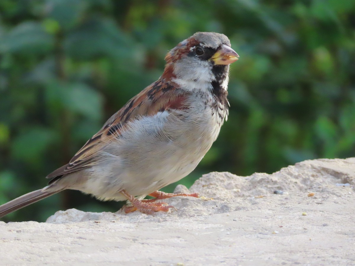 House Sparrow - ML640566165