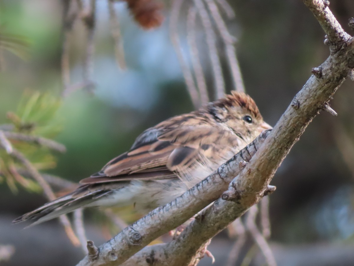 Chipping Sparrow - ML640566168
