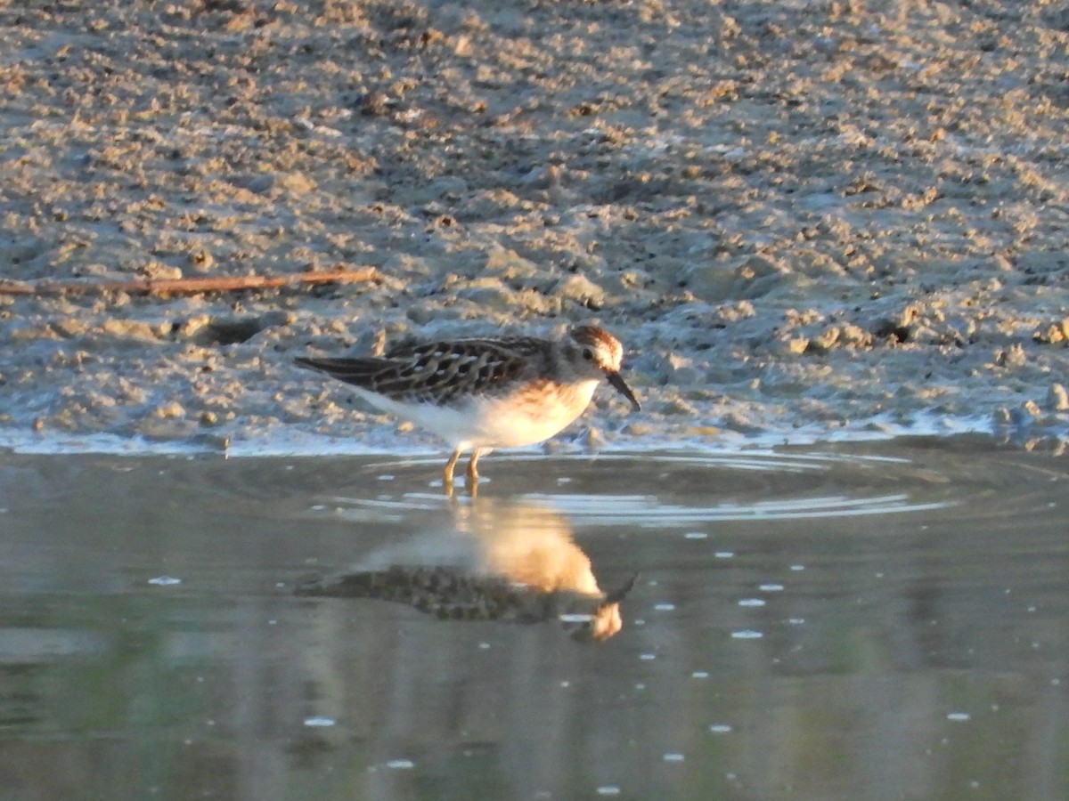 pygmésnipe - ML640566235