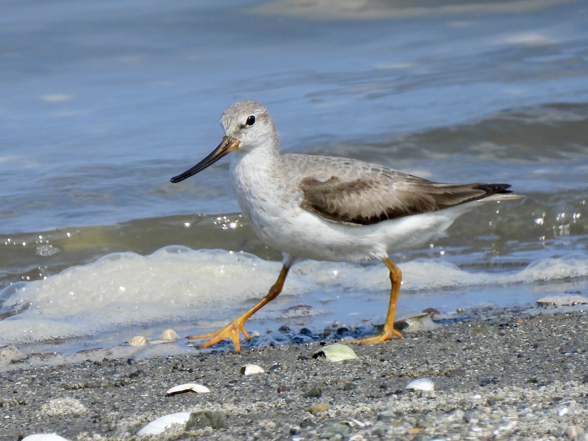 Piro piro del Terek - ML640566371