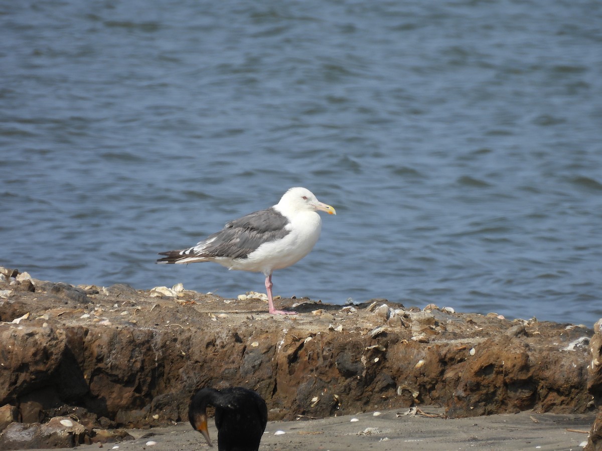 Slaty-backed Gull - ML640566381