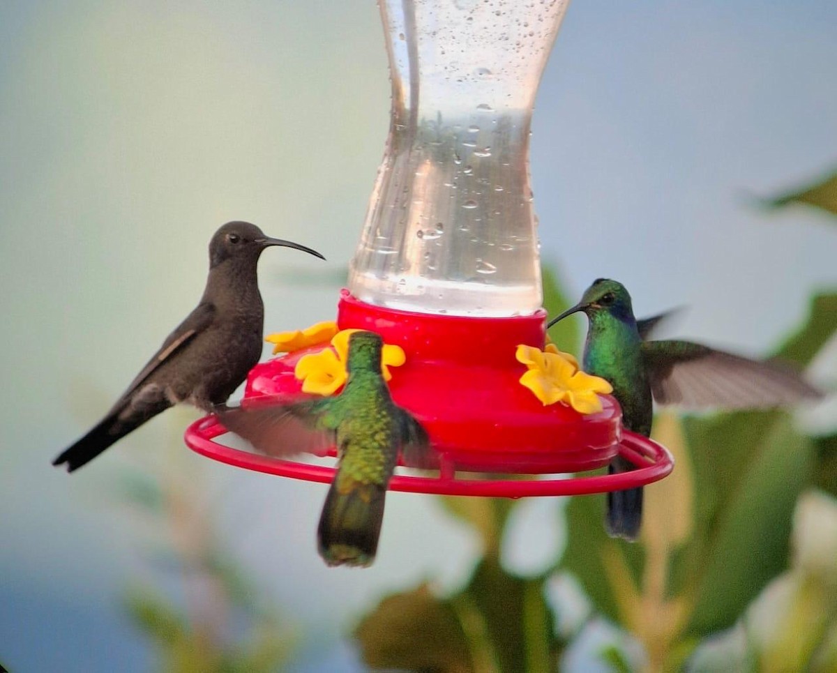 hummingbird sp. - ML640566444