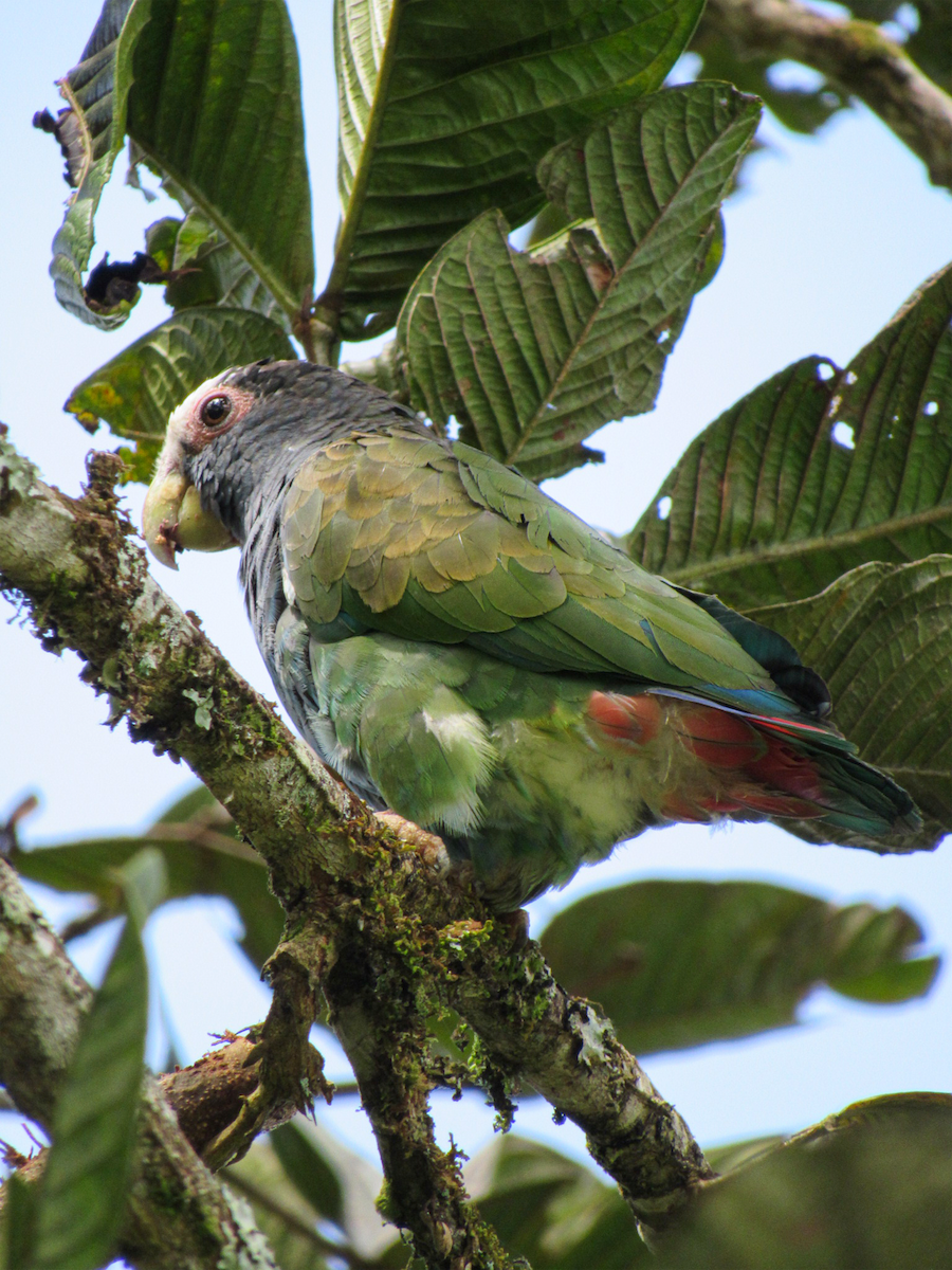 Loro Senil - ML640566540