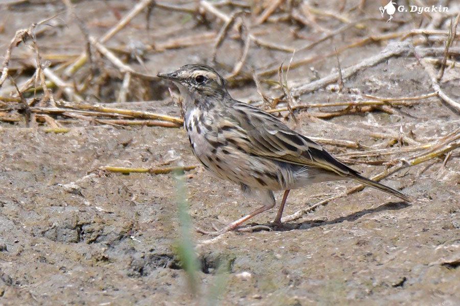 Rosy Pipit - ML640566542