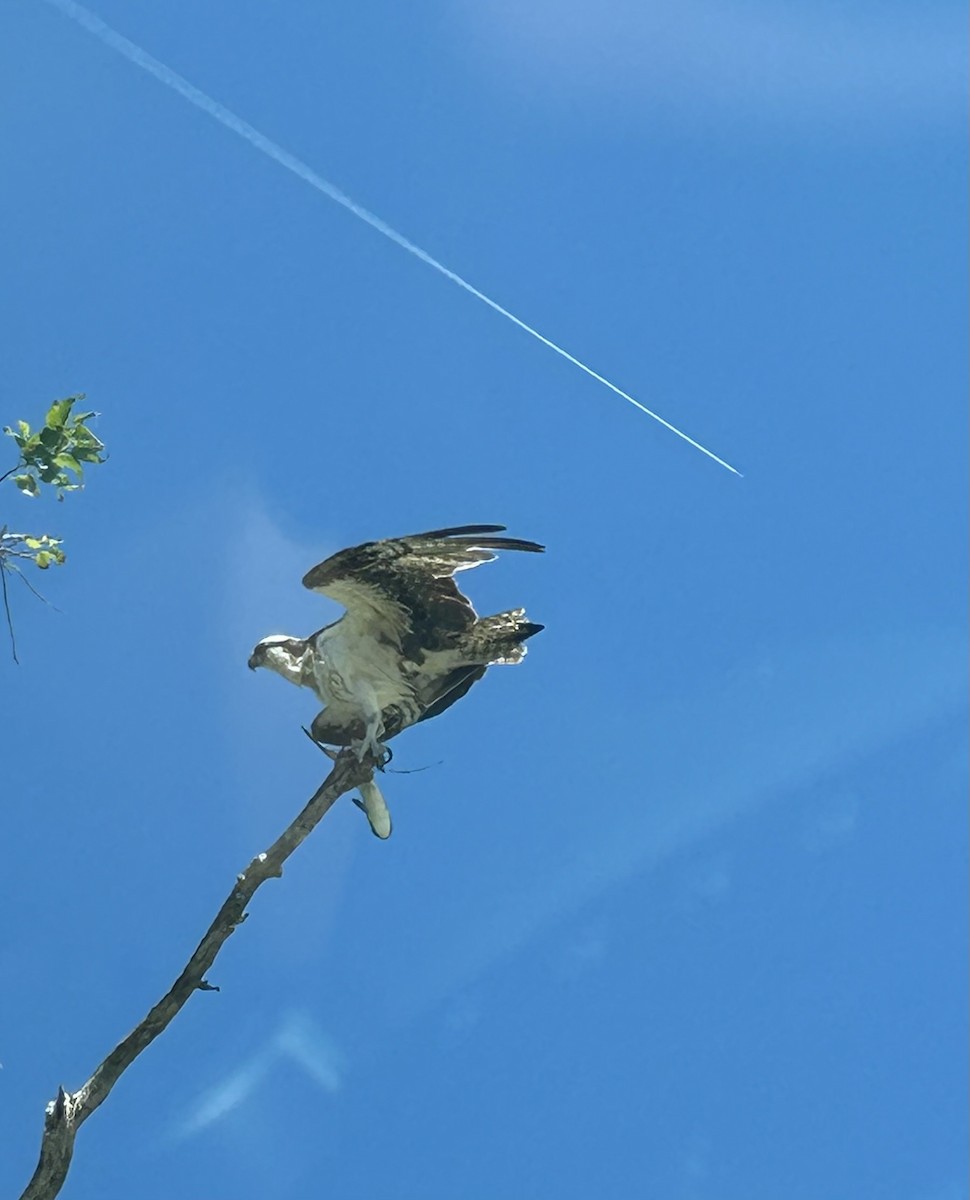 Águila Pescadora - ML640566553