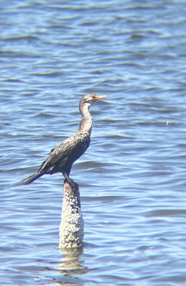 Cormorán Orejudo - ML640566584