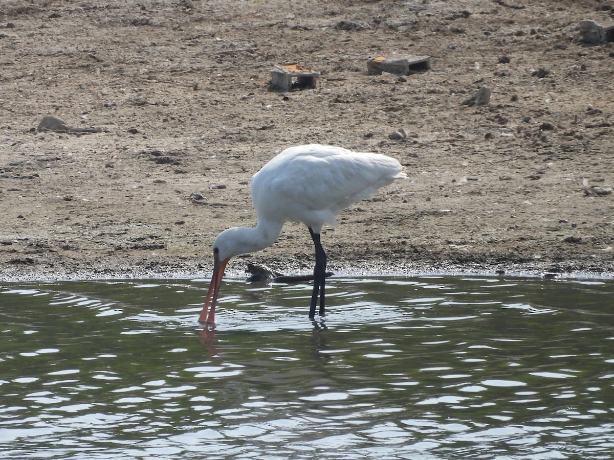 skjestork - ML640566622