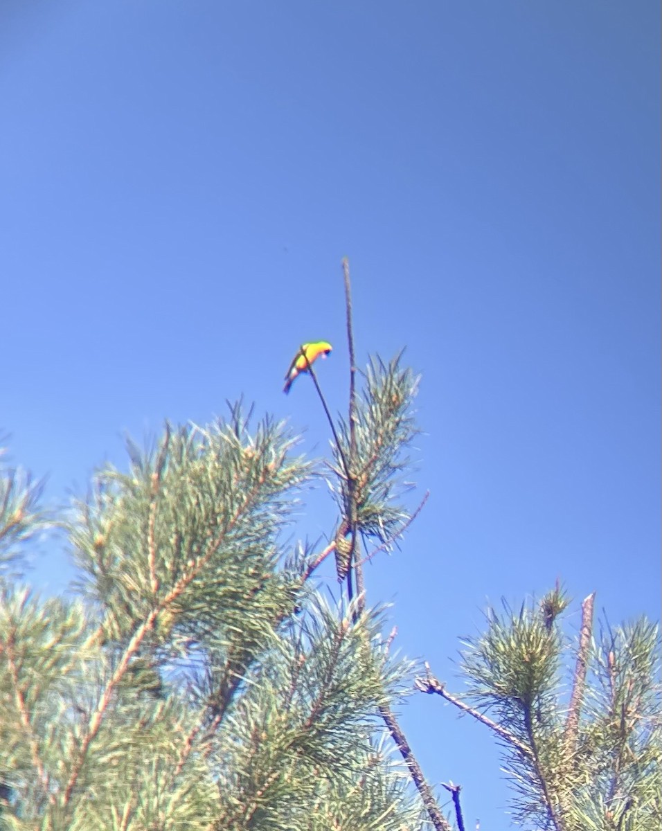 Jilguero Yanqui - ML640566634