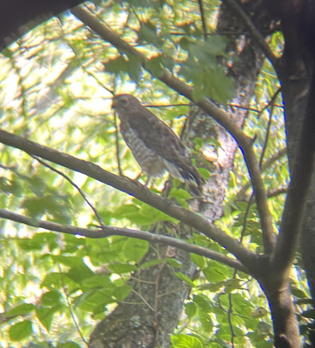 Busardo Aliancho - ML640566655