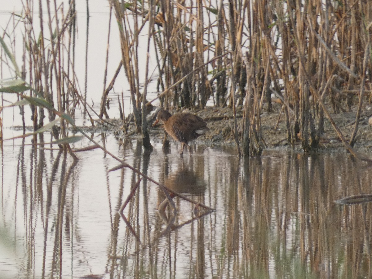 Water Rail - ML640566684