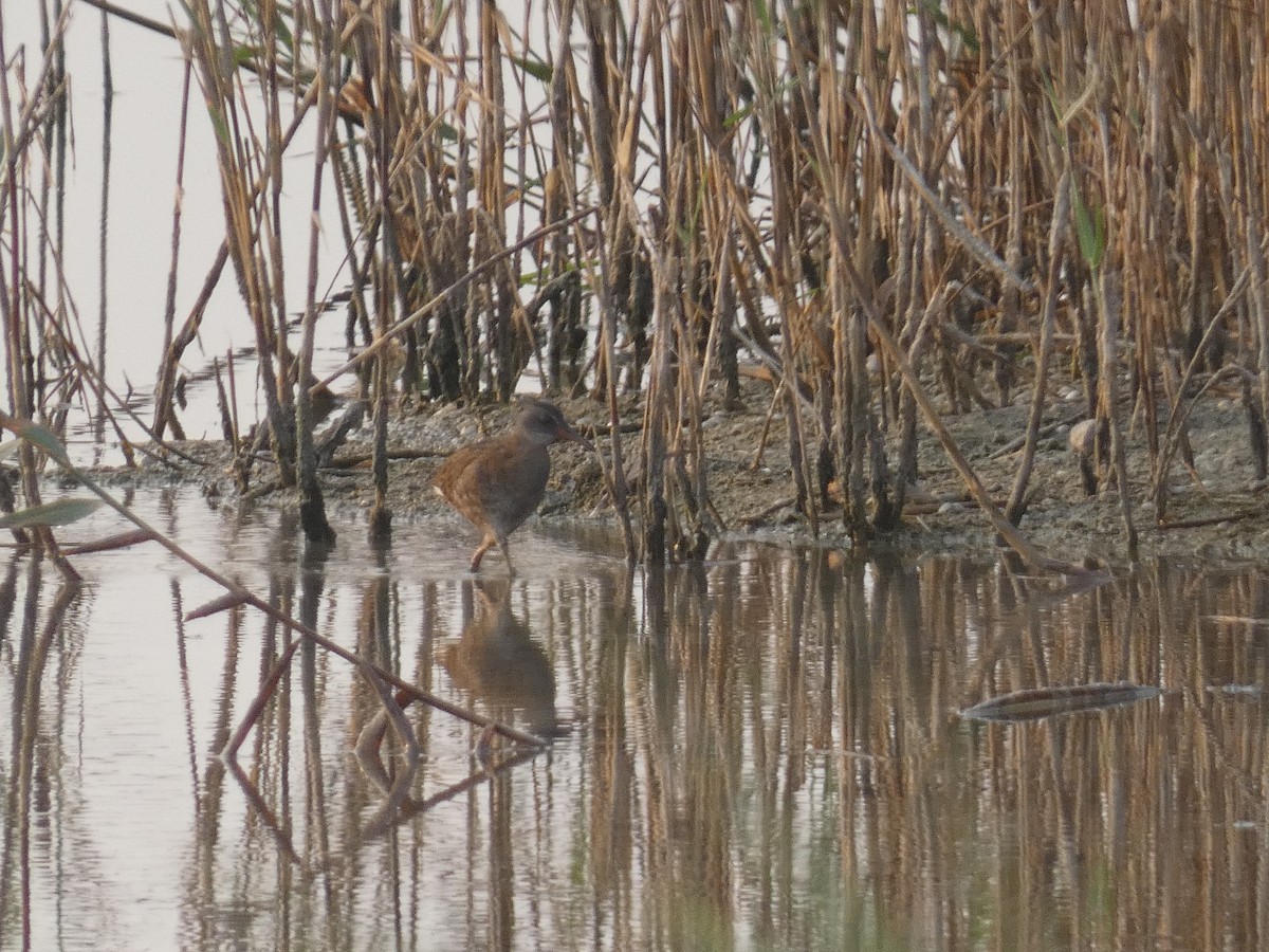 Water Rail - ML640566685