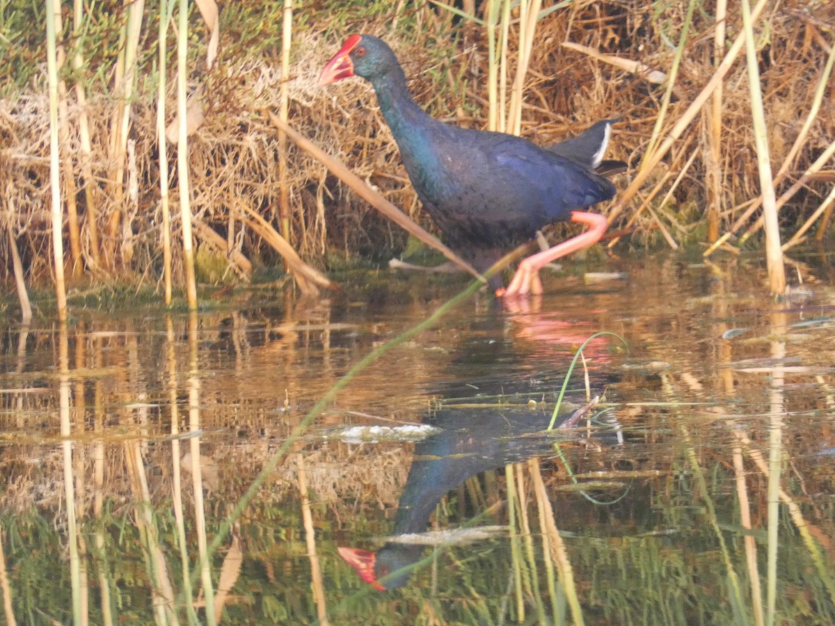Western Swamphen - ML640566690